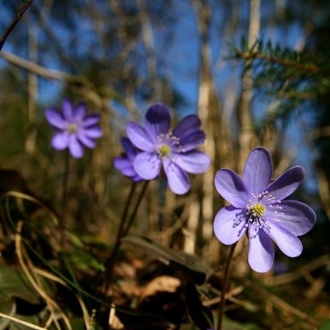 Gerillakertészet - Kertész - Szekszárd+100km - https://www.fix24.hu/